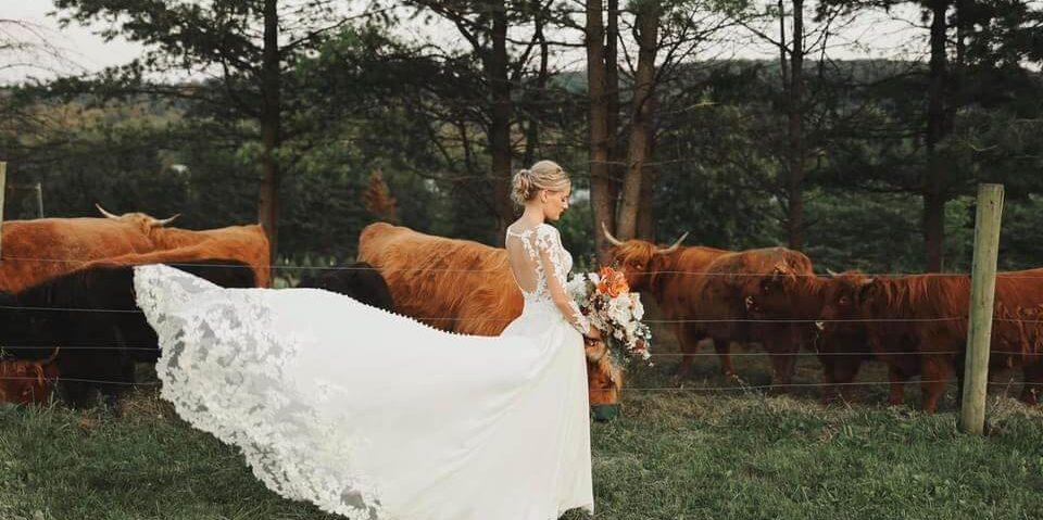 bride looking at many cattle gathered by the fence