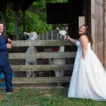 bride and groom having fun with the alpacas