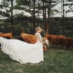 bride looking at many cattle gathered by the fence