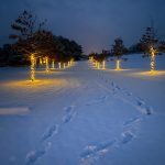 snow tracks winding through trees lit with white lights
