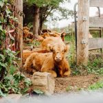 cute brown cows laying on the ground